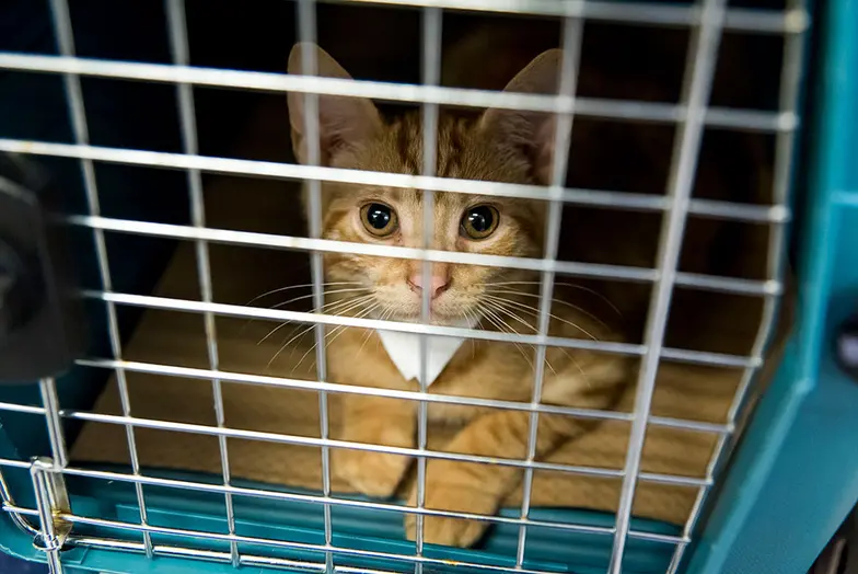 cat inside carrier for transport