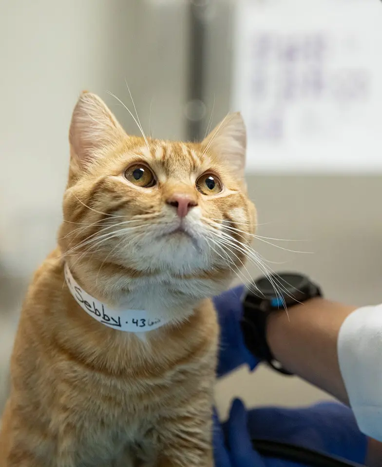 veterinarian examines tan cat