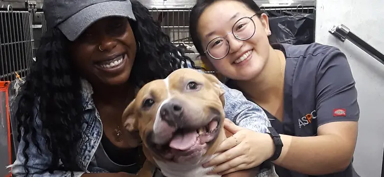 smiling pit type dog with veterinarian in clinic