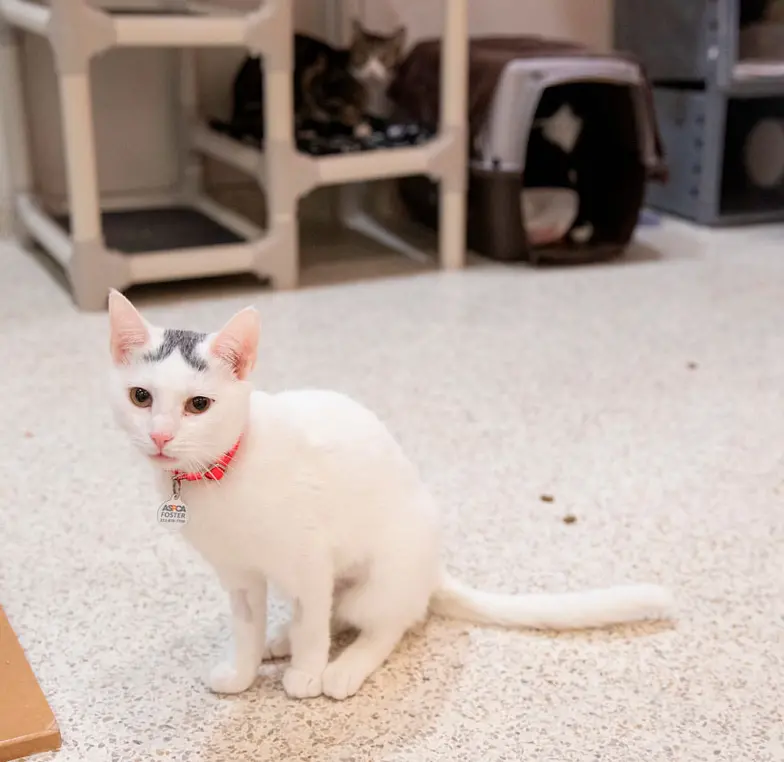 a white and black cat sits on the floor in a cat room looking at camera