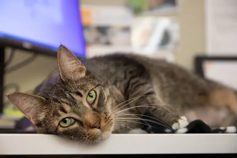 Gray cat on desk