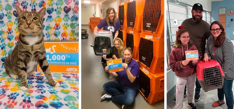 chance the tabby cat being transported and with family in a shelter setting