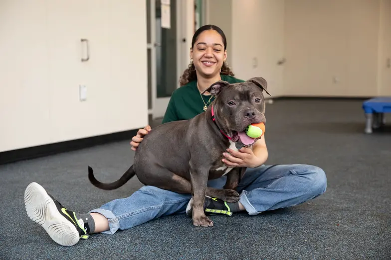 a gray pit type dog sits on the lap of a shelter worker playing fetch