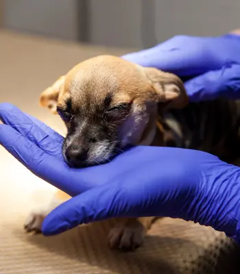small dog in gloved hand of medical professional