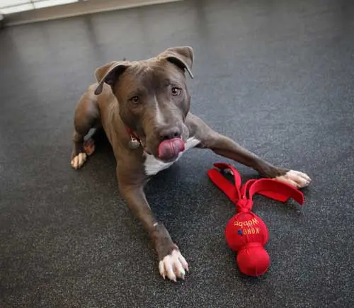 gray dog playing with red kong toy