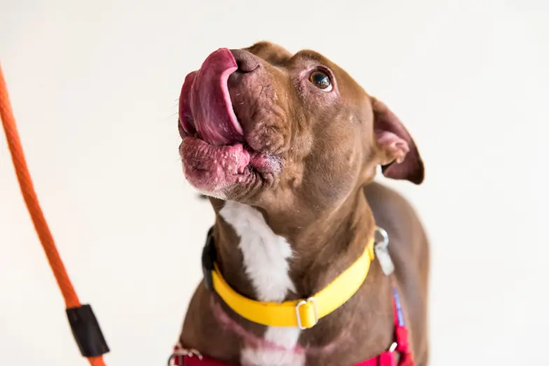 brown large dog licking his lips as if hungry