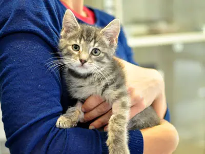 kitten is held by a shelter worker